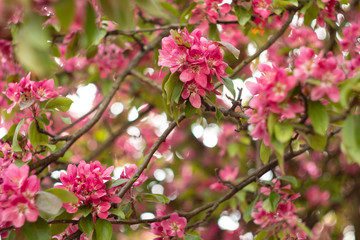 Fototapeta na wymiar Apple tree in bloom, bright pink flowers, bokeh.