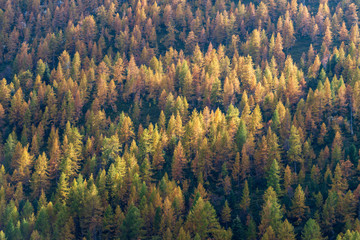 Autumn forest with larch, spruce and pine trees