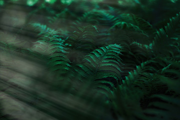 Beautiful fern leaves green foliage natural floral fern background. Kale color of the picture. © KlenOlga