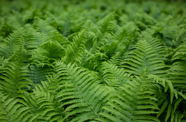 Beautiful green fern leaves foliage close up view. Natural floral fern background