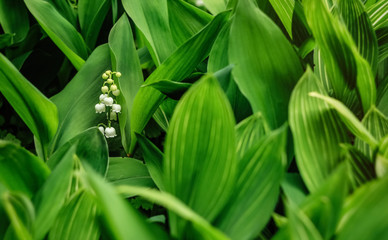 Lily of the valley flower in spring garden 