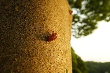 セミの抜け殻