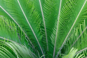 Obraz na płótnie Canvas Palm tree leaf texture or background pattern.