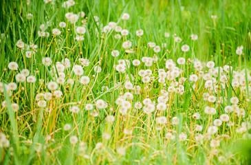 Obraz na płótnie Canvas Dandelion field. Fresh green grass and light white dandelion flowers. Natural background. Springtime concept. Many tender flowers in field. Dandelion soft bloom. Eco and organic. Dandelion in nature