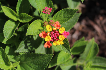 Lantana flowers in the morning sun
