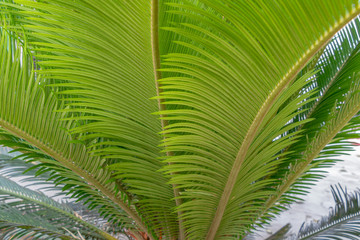Fototapeta na wymiar Palm tree leaf texture or background pattern.