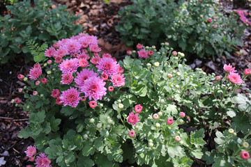 Pink Chrysanthemums in the garden