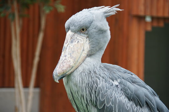 動かない鳥 Images Browse 4 Stock Photos Vectors And Video Adobe Stock