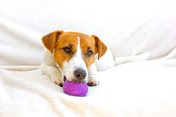  jack russell terrier lies on a white bedspread and holds a ball in his mouth