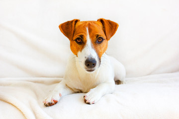young jack russell terrier lying on a white bedspread
