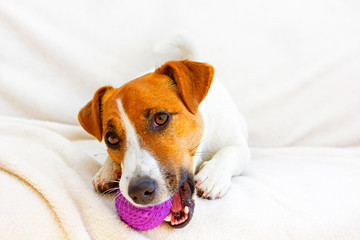 young jack russell terrier lies on a white bedspread and holds a ball in his mouth