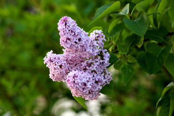 Summer lilac or Buddleia davidii or Butterfly-bush or Orange eye flowering plant with violet fully open blooming flowers on multiple pyramidal spikes surrounded with dark green leaves in local garden 