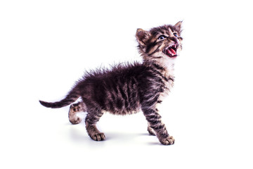 Gray striped kitten with blue eyes. Isolated white