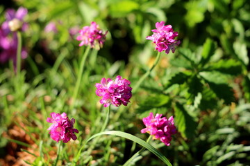 Thrift or Armeria maritima or Sea thrift or Sea pink compact perennial flowering plant with small pink flowers surrounded with grass and other plants in local garden on warm sunny spring day