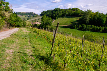 Fototapeta na wymiar Pathway from Barolo to Monforte among famous and historic Barolo vineyards. Viticulture, Langhe, Piedmont, Italy, Unesco heritage. 
