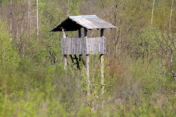 Vintage tall wooden hunting observation tower with improvised ladders surrounded with high dense trees and forest vegetation on warm sunny spring day