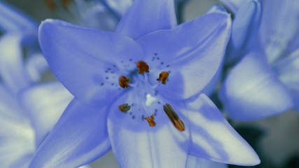 Blue Lily flower blooming, opening its blossom. Epic Wonderful nature. Futuristic world