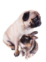 Fototapeta premium Dog pug and tricolor rabbit on white background