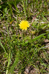 beautiful dandelion flower in the grass