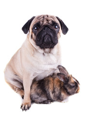Obraz premium Dog pug and tricolor rabbit on white background