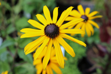 Yellow Rudbeckia flowers