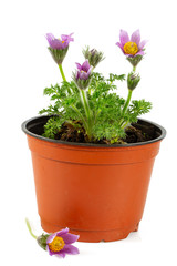 Pulsatilla vulgaris isolated on white background