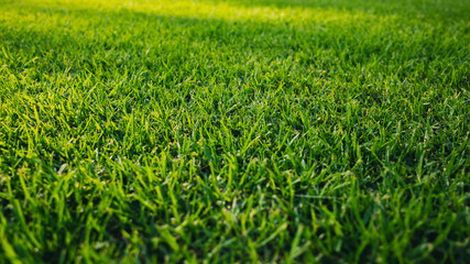 Grass Field