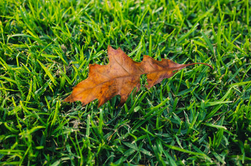 leaf on grass