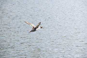 滋賀県三島池のカモ