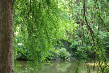 Obraz premium Drzewa