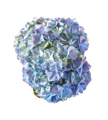 blue hydrangea flower isolated on white