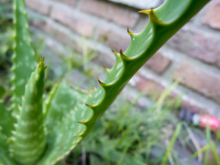 Details of aloe vera