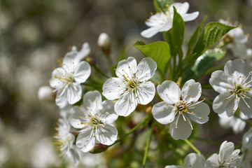 A few blossoming white flowers with pistils and stamens on a cherry tree. Flowers and white petals on green leaves background. The background is blurred, bokeh. Bright, warm, Sunny spring day.