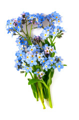 Bunch of fresh blue forget me not flower