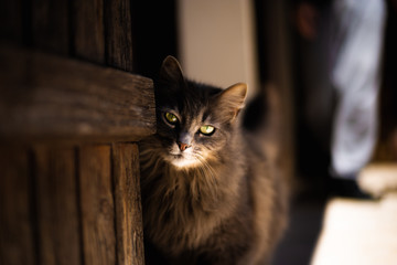 Chat