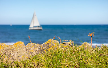 A beach on the Mediterranean with stones and rocks in the foreground and a beautiful flower and in...