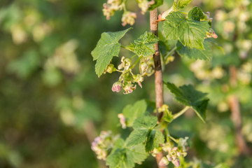 Flowering currant Bush with small flowers and green leaves in the garden in spring