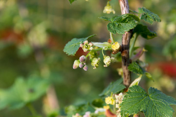 Flowering currant Bush with small flowers and green leaves in the garden in spring