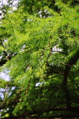 Branch spruce