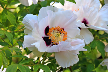 spring flowering