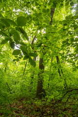 Fototapeta premium Spring dense forest in a rainy day.