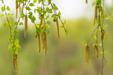 Spring birch catkins on branch without leaves on tender green forest background. Flowering - time of allergies.