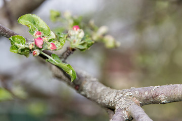 Apple blossoms and buds close up in spring