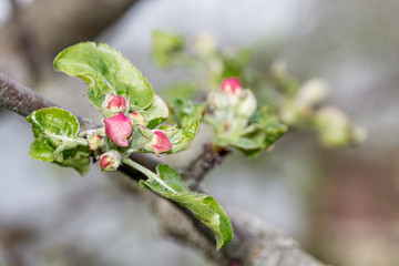 Apple blossoms and buds close up in spring