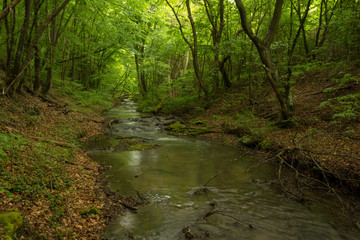 A small river deep in the green forests of Bulgaria in spring rainy day.