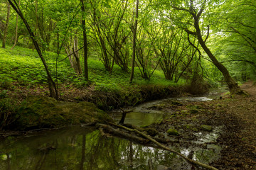 A small river deep in the green forests of Bulgaria in spring rainy day.