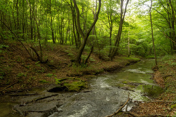A small river deep in the green forests of Bulgaria in spring rainy day.