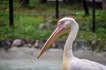 Pelican close up