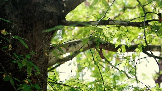 Close up shot of a luscious green Tamarind tree and pod-like fruit.
