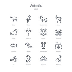 set of 16 animals concept vector line icons such as albotros, octopus, seahorse, eel, medusa, hummerhead, pelican, goldfish. 64x64 thin stroke icons